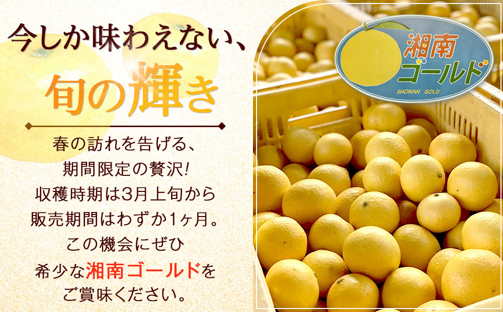 〈超希少商品〉神奈川生まれの柑橘 ハウス栽培の湘南ゴールド＜出荷開始：２０２６年２月１５日出荷開始～２０２６年３月１０日出荷終了＞【フルーツ オレンジ 果物 柑橘 贈答用 家庭用 自宅用  神奈川県小田原市】