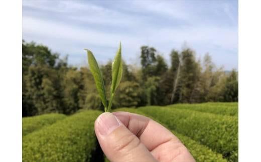 小田原森里茶バラエティ８種セット【 お茶 飲料 神奈川県 小田原市 】