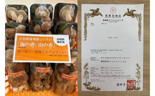 小田原産高級しいたけ「海の香・山の香」　　香り高く肉厚でみずみずしい　　500ｇお届け【 野菜 きのこ キノコ 茸 シイタケ しいたけ 贈答用 ご家庭でおすそ分け 神奈川県 小田原市 】