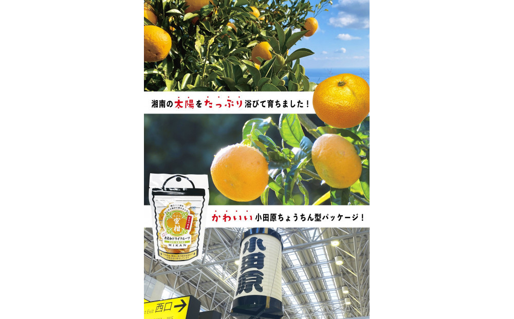 無添加ドライフルーツ(キウイ)16g×2袋入【 神奈川県小田原市 】