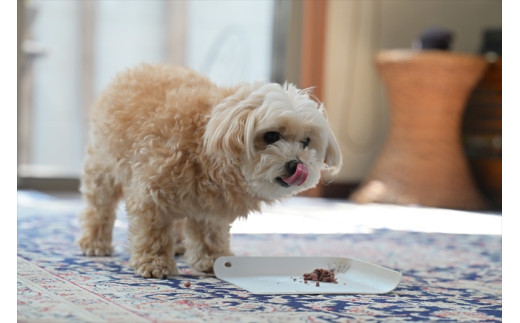 【定期便 6ヵ月】鹿肉ペットフード シカリッチ 　25グラム×6個入り（150g）×5セット　を6ヵ月連続でお届け【 ペットフード 神奈川県 小田原市 】