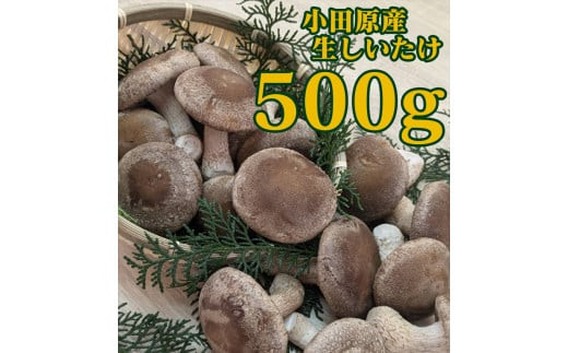 小田原産高級しいたけ「海の香・山の香」　　香り高く肉厚でみずみずしい　　500ｇお届け【 野菜 きのこ キノコ 茸 シイタケ しいたけ 贈答用 ご家庭でおすそ分け 神奈川県 小田原市 】