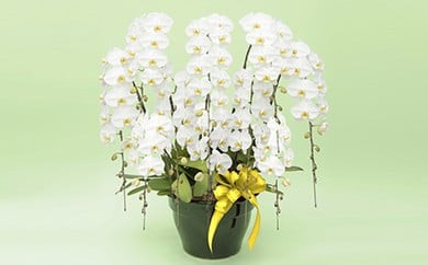 トップフローリスト厳選の胡蝶蘭 10本立ち※配達エリア限定【記念日に届くお花シリーズ 10本立ち 世界らん展 フラワードリームジャパンカップ 国内主要コンテスト受賞 プロ厳選 神奈川県 小田原市 】