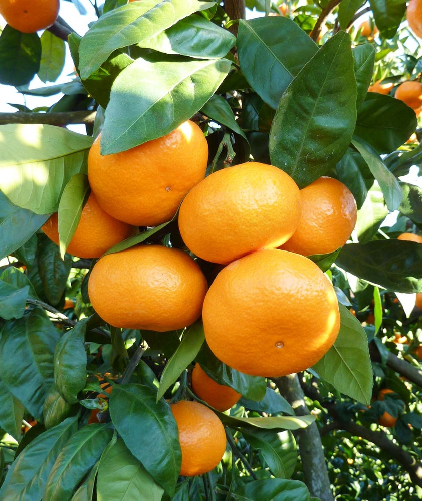 あきさわ園の土蔵熟成「蔵熟みかん」　10kg〈出荷時期:2025年12月1日出荷開始～2026年2月20日出荷終了〉【 みかん 神奈川県 小田原市 】