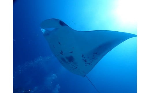 ＰＡＤＩアドバンスコース