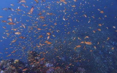 海の中をのぞいてみよう！体験ダイビング・シュノーケリング教室