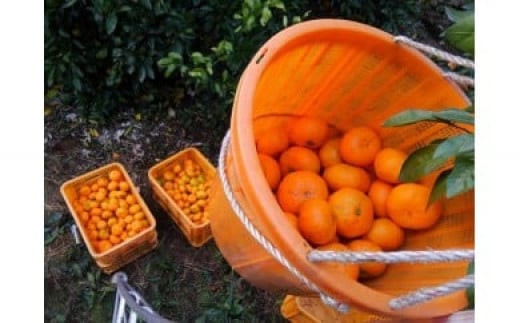 みかん収穫体験（みかんの木１本）