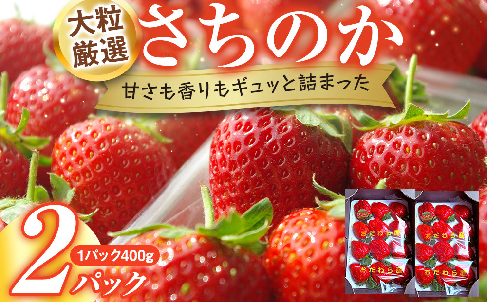大粒厳選さちのか　希少いちご　神奈川県産　苺　２パック入り
