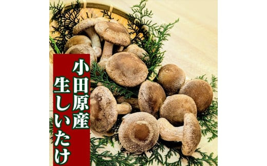 小田原産高級しいたけ「海の香・山の香」　　香り高く肉厚でみずみずしい　　500ｇお届け【 野菜 きのこ キノコ 茸 シイタケ しいたけ 贈答用 ご家庭でおすそ分け 神奈川県 小田原市 】