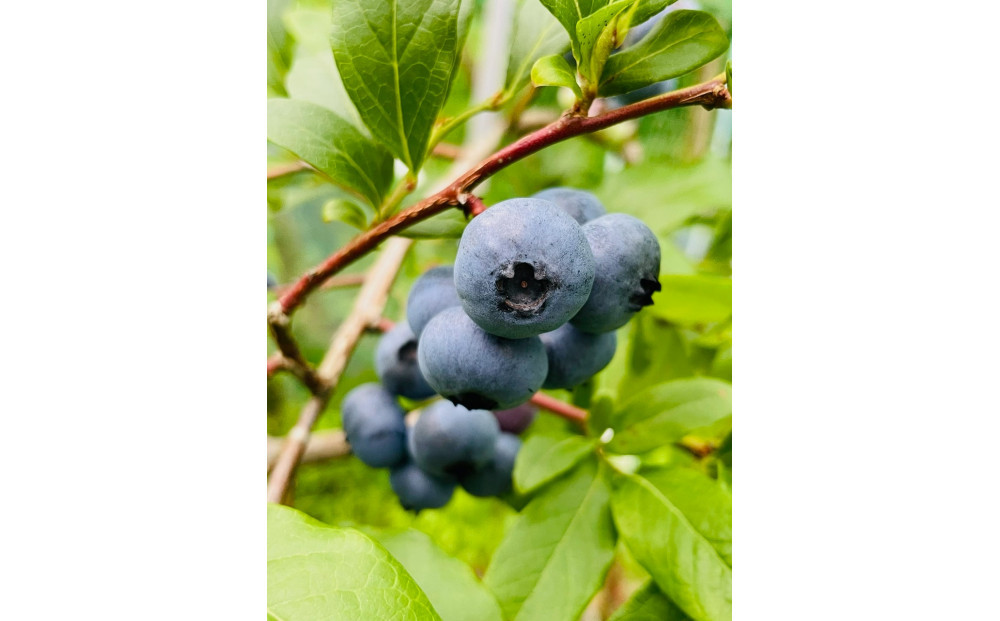 【農薬不使用】 手摘み生ブルーベリー 1kg