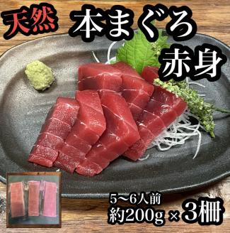 貴重な天然本鮪 赤身 約200g×3柵 約5〜6人前●マグロの中心部天身を使用![赤身 天身 惣菜 海鮮 お取り寄せ 御中元 お中元 お歳暮 父の日 母の日 贈り物 日本酒][神奈川県小田原市早川]