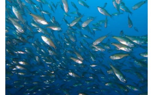 小田原の海を潜ろう！ガイド付きファンダイビング【2ビーチ】【石橋ダイビングセンター 小田原でダイビング Cカード保有者様向け 四季折々の水中景観 ファンダイビング 豊富な生物層 神奈川県 小田原市 】