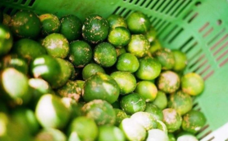  神奈川SDG's　青ミカンROCKビタースカッシュ　６本セット