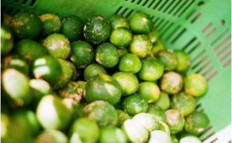 神奈川SDG's 青ミカンROCKビタースカッシュ3本＆青ミカンハーブティセット みかん 青ミカン ミカン スカッシュ ハーブティ セット ジュース ハチミツ漬け ビター SDG's 逗子市 神奈川県