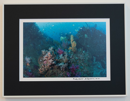 写真家長島敏春　オリジナルプリント「逗子シリーズ1　逗子のサンゴ」フレーム付き