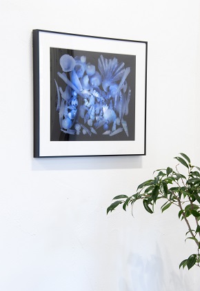 zushi art gallery西村陽一郎写真作品「貝殻」（スキャングラム）
