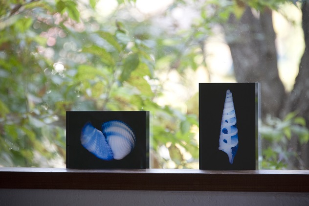 zushi art gallery西村陽一郎写真作品　アクリルブロック「貝殻A（縦型）」