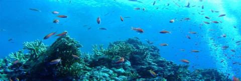 逗子・葉山ダイビングリゾート（小坪）で使えるご利用割引券C