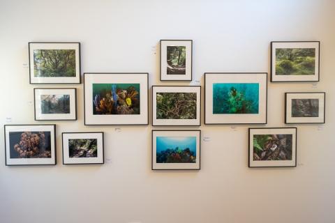 写真家長島敏春　オリジナルプリント 「逗子シリーズ1　たおやかな緑」フレーム付き