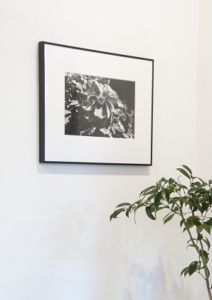 zushi art gallery森山大道写真作品「芍薬の花」（写真集『光と影』1982年より）