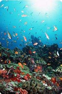 逗子・葉山ダイビングリゾート（小坪）で使えるご利用割引券D