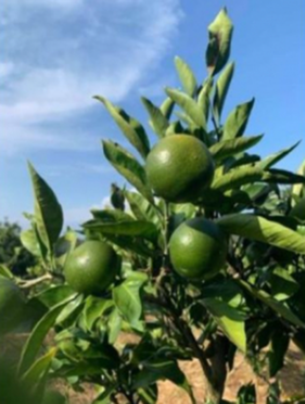  神奈川SDG's　青ミカンROCKビタースカッシュ　６本セット