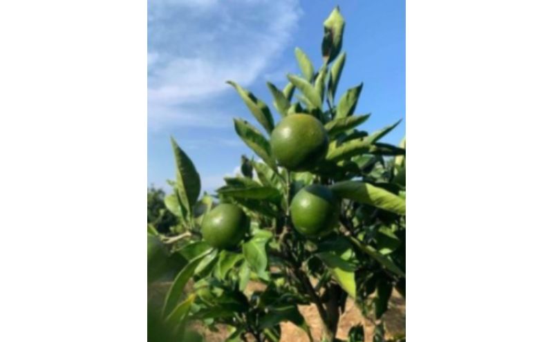 神奈川SDG's 青ミカンROCKビタースカッシュ3本＆青ミカンハーブティセット みかん 青ミカン ミカン スカッシュ ハーブティ セット ジュース ハチミツ漬け ビター SDG's 逗子市 神奈川県