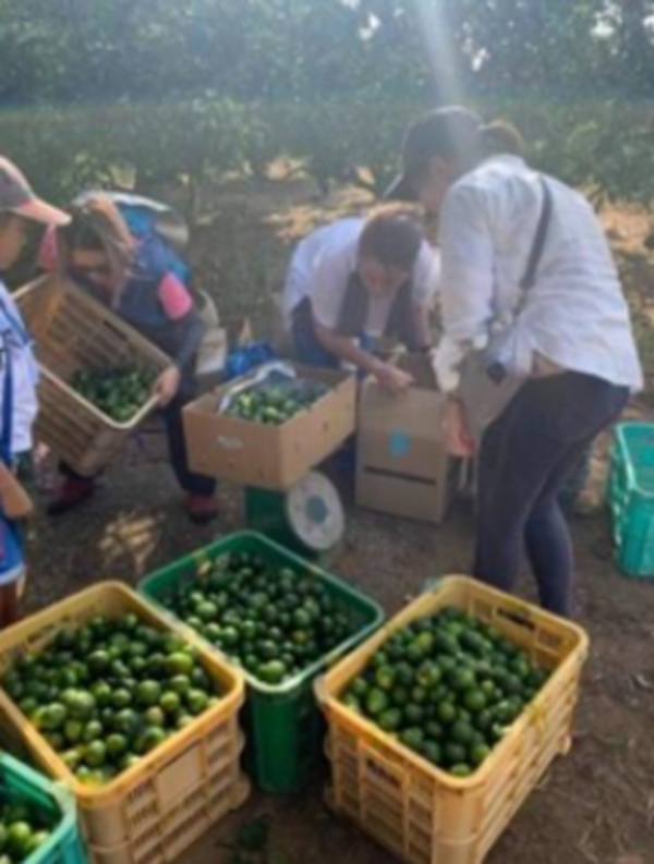  神奈川SDG's　青ミカンROCKビタースカッシュ　６本セット