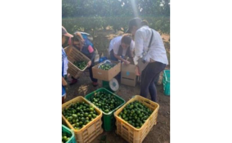 神奈川SDG's 青ミカンROCKビタースカッシュ3本＆青ミカンハーブティセット みかん 青ミカン ミカン スカッシュ ハーブティ セット ジュース ハチミツ漬け ビター SDG's 逗子市 神奈川県