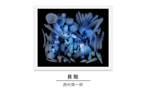 zushi art gallery西村陽一郎写真作品「貝殻」（スキャングラム）