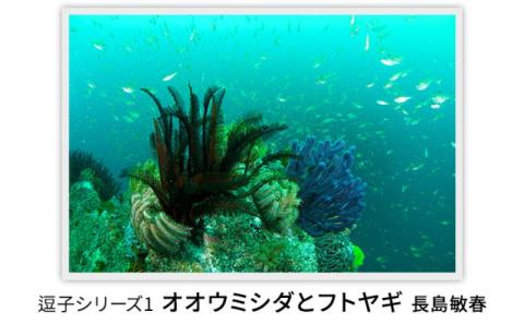 写真家長島敏春　オリジナルプリント「逗子シリーズ1　オオウミシダとフトヤギ」フレーム付き