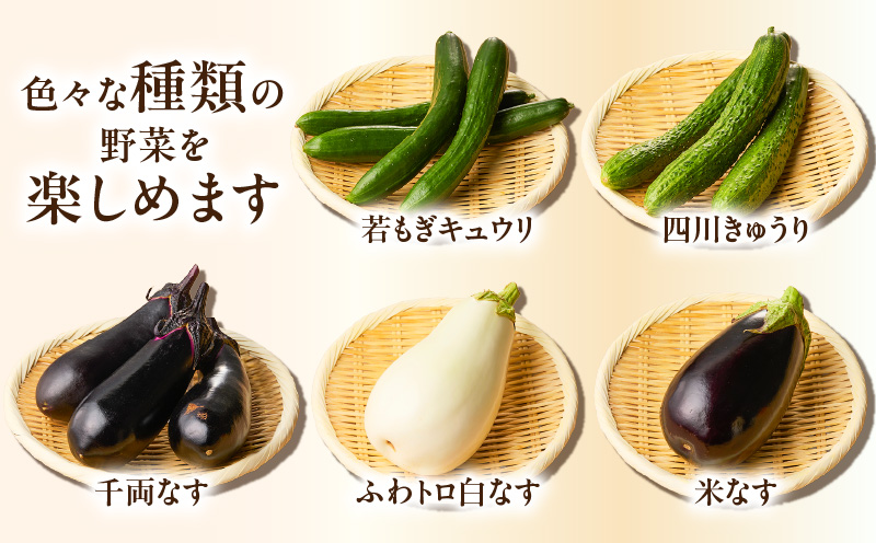 ボリューム満点！季節の野菜詰め合わせ（夏）　M001-004-01