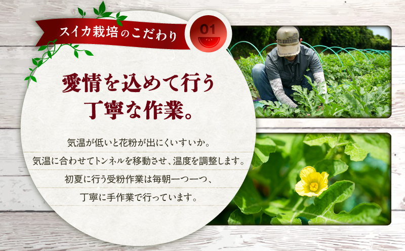 【三浦農家直送】特大玉スイカ（1個入り）　M003-004