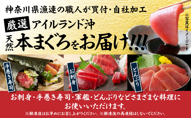 神奈川県漁連 天然本マグロ 赤身サク　M077-012-01