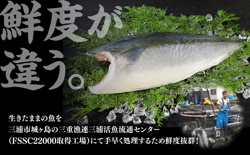 活〆新鮮ぶりフィレ 2枚（半身）　M079-010-02