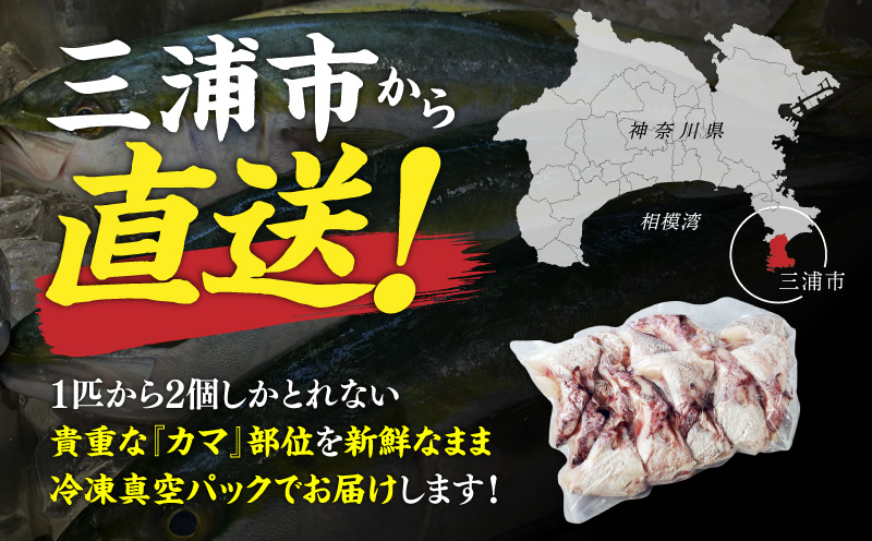 新鮮真鯛カマ干物 （約1kg）　M079-011-03