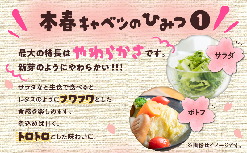 甘ーくてふわふわ柔らかな三浦の本春（ホンパル）キャベツ 8玉セット！　M109-001
