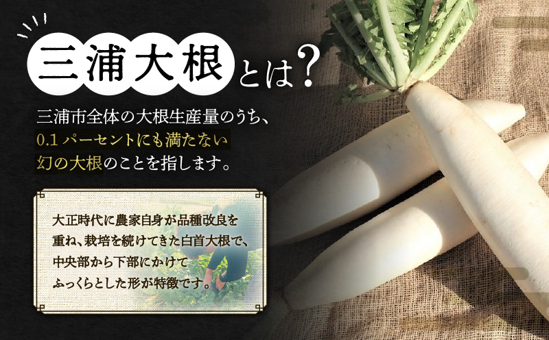 オリジナルBOX入り 希少な三浦大根 1本　M109-003
