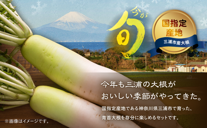 神奈川県三浦市産青首大根 8本　M109-011