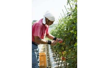 王様トマト贅沢セット　M001-003