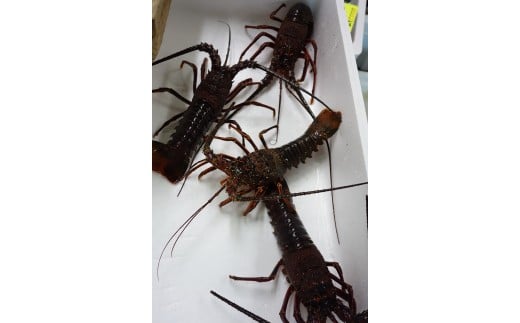 新鮮！天然活伊勢海老！（4匹）　M030-014-02