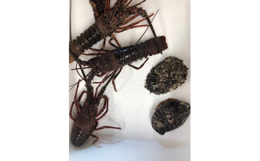 新鮮！天然活伊勢海老と天然活あわび　M030-015