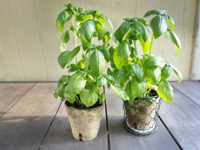 食彩GARDEN三浦やさい栽培キット＆旬野菜　M043-001