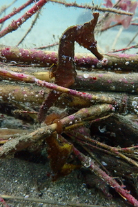 三浦半島城ヶ島でビーチファンダイビング　M064-002