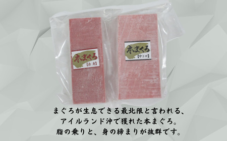 神奈川県漁連 天然本マグロ 中トロ・赤身セット　M077-012-03