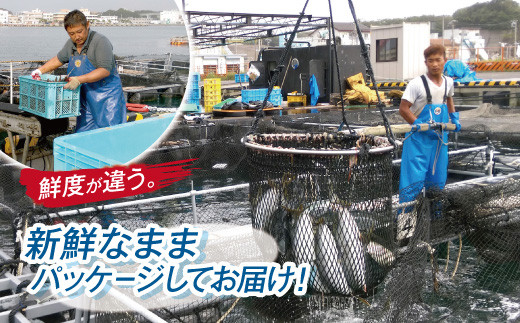 活〆新鮮ぶりフィレ 2枚（半身）　M079-010-02