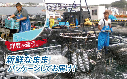 新鮮カンパチ カマ 約2kg　M079-012-02