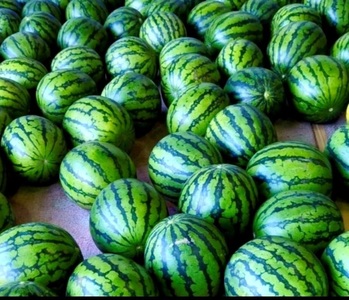 【糖度12度以上】シャリッと甘い三浦の大玉スイカ まつりばやし11 羅王 3L 7～8kgを2玉　M107-002-03