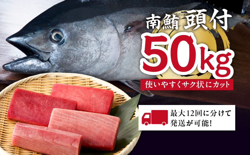 【定期便】特選寿司用南まぐろ 1本 頭付き（1～12回配送）　M005-T08