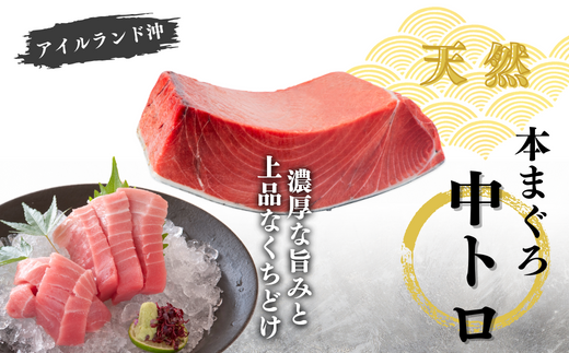 【年末・正月用/12月28日お届け】天然 本まぐろ お祝い寿セット 中トロ200g 赤身200g 迎春 三崎まぐろ 三崎恵水産　M020-021-01